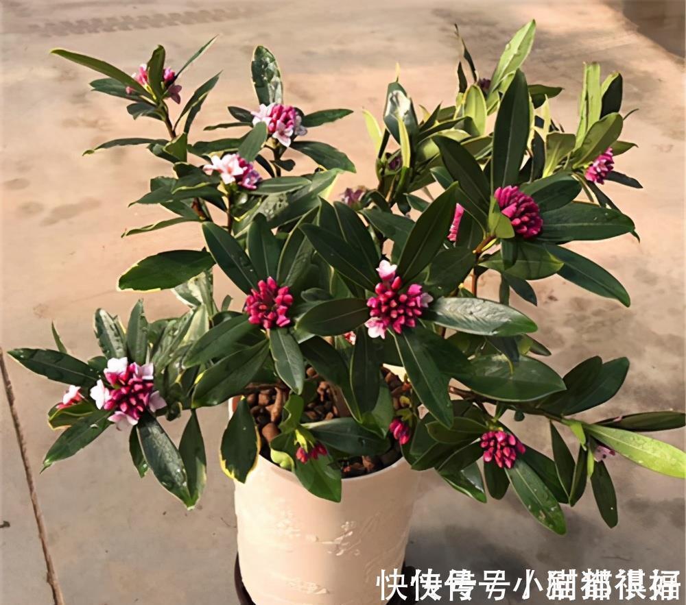 寓意|五种“吉祥花”,建议养一盆,不仅寓意好,还利于健康