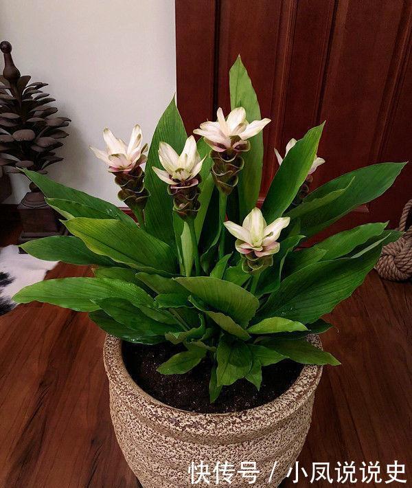 养花就养4种花,家里养一盆,开花漂亮花期长,纯洁美