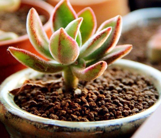 光照|好养皮实的3种多肉,一年大部分时间在生长、不休眠、颜色美