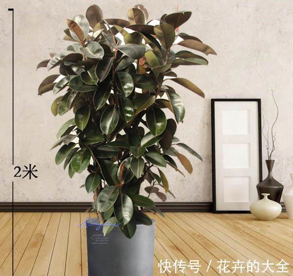 利于健康的“9种花”,株型雅致有格调,寓意“吉祥”有韵味