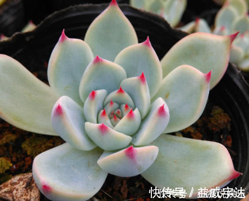 多肉林赛怎么养更紧凑教你3个小妙招，养出叶片红润饱满的林赛