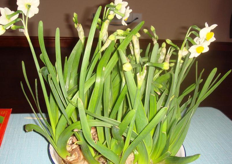 立冬养什么花合适？经验多的花匠爱推荐这4样，盆栽漂亮又好活