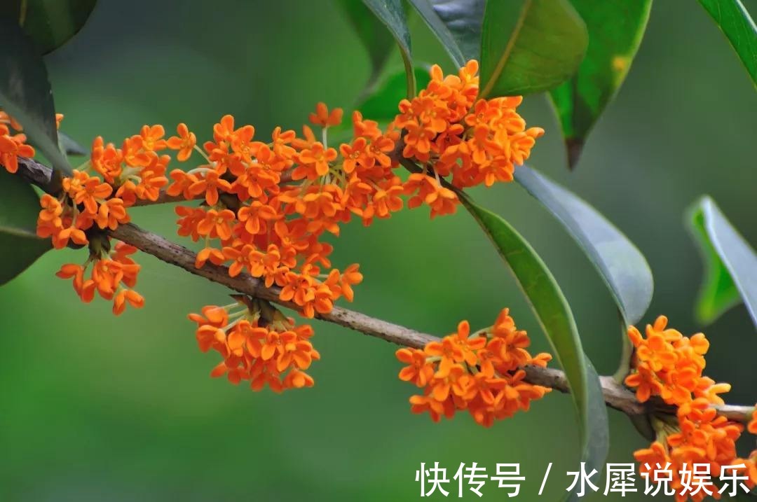 扦插|这么养桂花，阳台一小盆就开出大片金黄，香气十里外都能闻到！