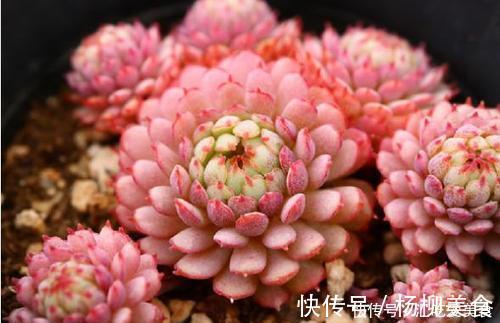 公认难养的4种高颜值多肉,谁养谁后悔,能养好的都是高手!