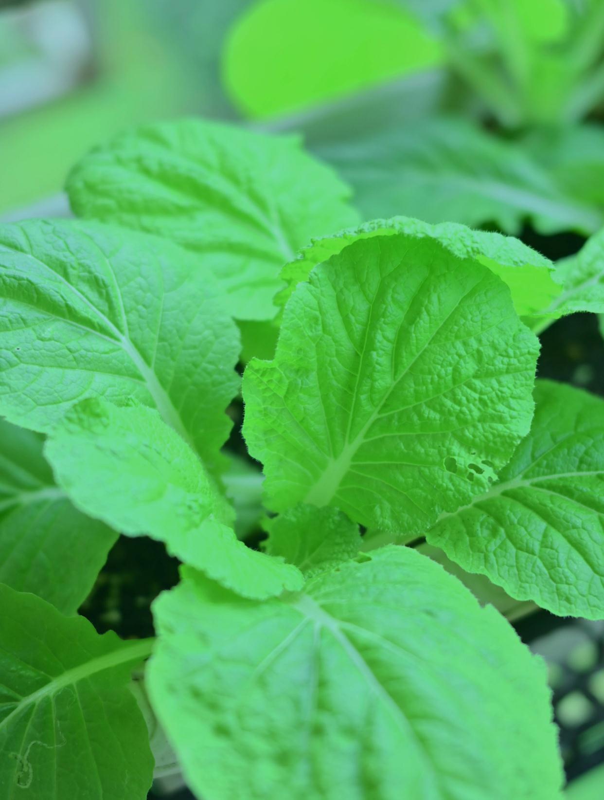 秋冬阳台可种“2种菜”,长势特别好,好养好看好吃很实用