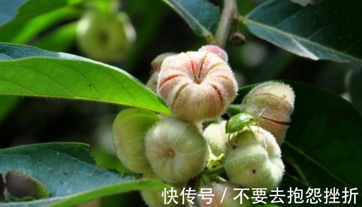 它是树上长的“南瓜”，摘了能当菜炒，不仅好吃还是一味好药