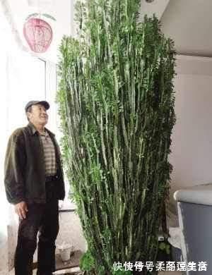 “招财”的2种花,客厅养1盆,养的越久越值钱,当传家宝都行