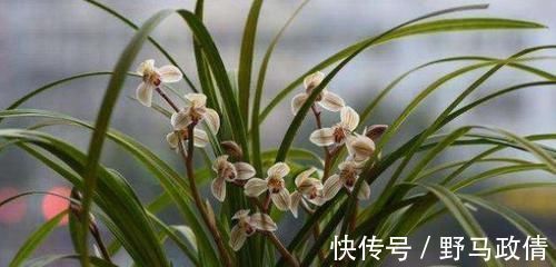 兰花|家中养兰花,几天浇一次水最合适?一根手指就知道