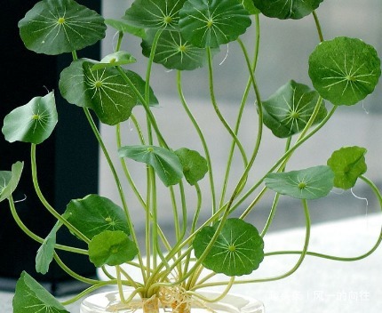 懂花人都喜欢这三种绿植，养在家里既美观又健康，快来看看吧