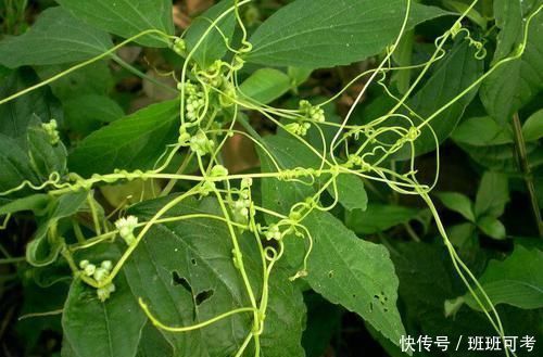 農(nóng)村|農(nóng)村這種“閻王草”，危害非常大，卻有補(bǔ)腎益精的功效