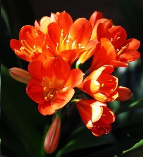 花盆|往君子兰花盆里丢一点这个,叶子又绿又亮,一年开花两次