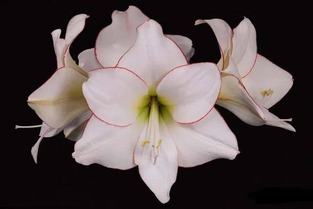 朱顶红美起来，就没其他花什么事儿，27个品种一个赛一个的美