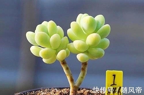 多肉天使之泪天生长的高,可别当徒长处理,养成直立桩偷着乐吧