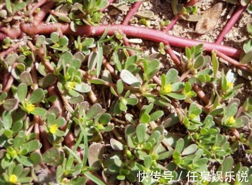 马齿苋|马齿苋又被称为“长寿菜”,中医常吃马齿苋有4大好处