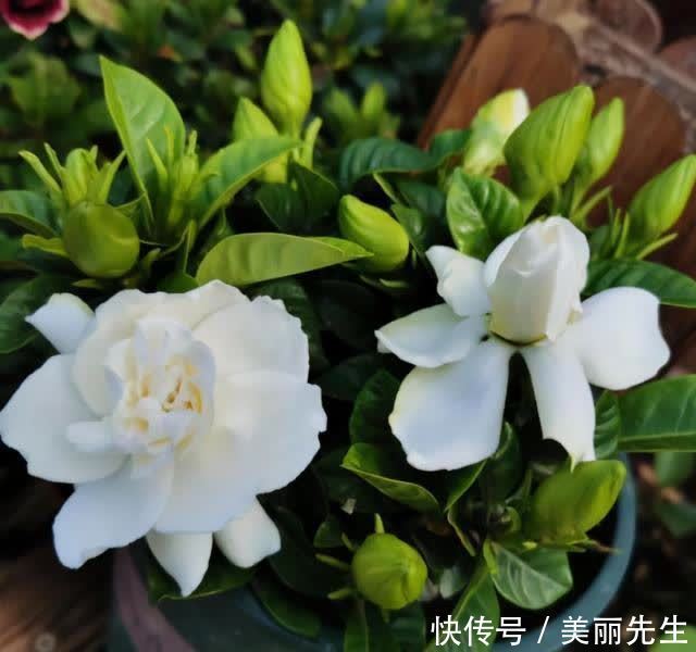 花芽|为什么栀子花总是养不好？老花匠找到了原因，不让问题发生是关键