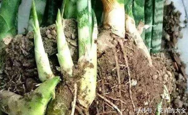 打开虎皮兰这个神秘机关,生长冒芽摁不住,还不知道的赶紧了解