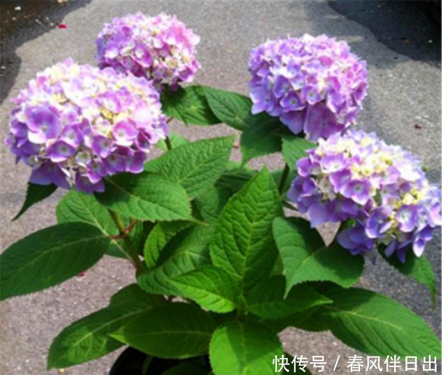 夏天|8种专属于夏天的“开花之王”,不怕热不怕晒,光照充足就爆盆