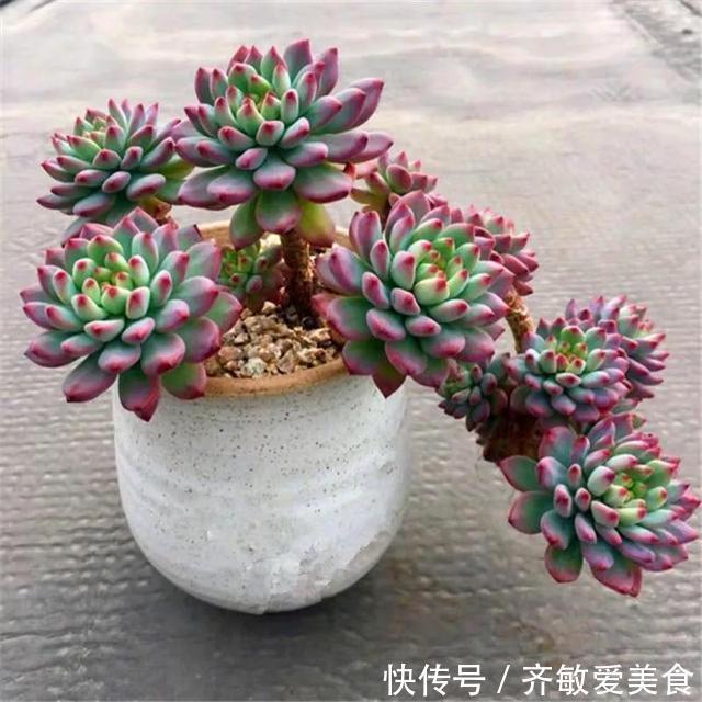 养花|有这“6种坏习惯”，是养不好花的，快来看看你有没有
