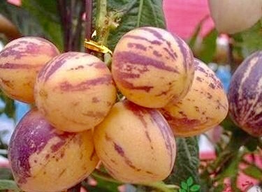 生活馆|天然的“养生王”,每天吃几个,预防疾病,食欲变好,气色变红润