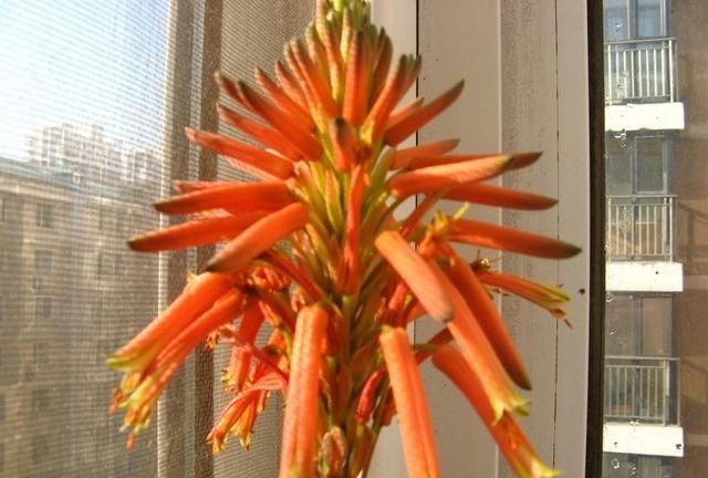 对待懒人超友好的花卉,多晒少管它,反而长得更好