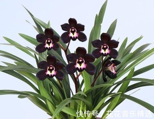 老花匠都在养的兰花，花色神秘，意境高雅，兰香浓郁，值得拥有