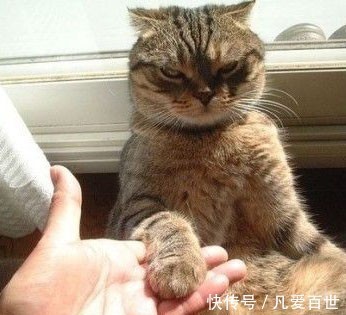 |搞笑动图:看你这么热情,本猫神就跟你握个手吧!
