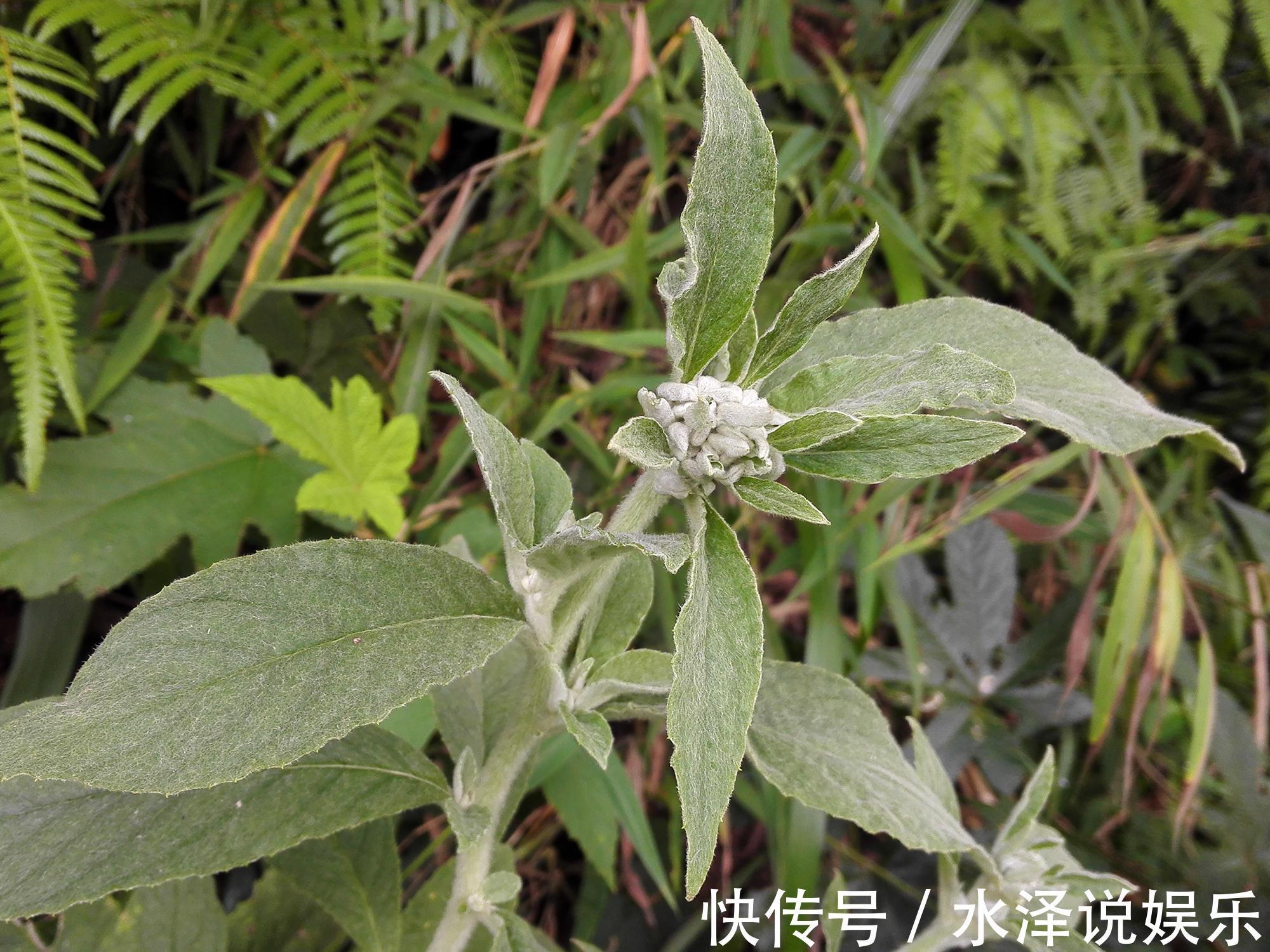 艾纳香|农村这野草价值很珍贵,是民间风湿良药,如今20元一斤成稀罕货