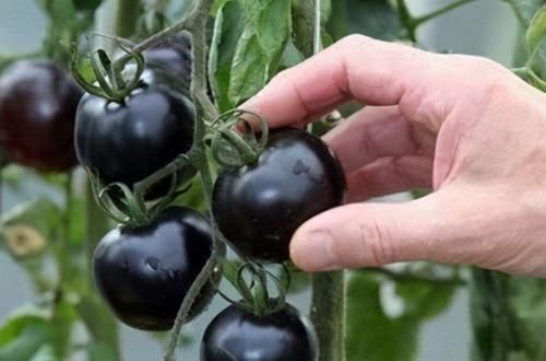  容错过|人到中年想长寿，推荐吃3种食物，排毒瘦身，降压减脂，不容错过