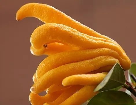 草莓|世界上最贵的水果,吃过3种以上的都是土豪啊