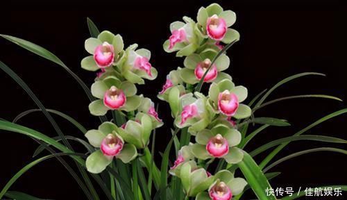 浓郁|此兰花开双色,香气浓郁,花量极多,一杆能开十几朵,值得珍藏