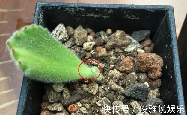 熊童子扦插很“另类”，取1枝变10盆，立马变成熊森林