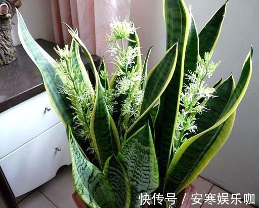 养花高手,能把普通的植物“养开花”,比如虎皮兰、富贵竹、玉树