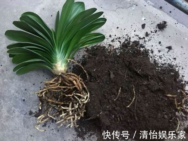 烂根|君子兰夏天容易烂根赶紧砍一刀，栽土里还能重新长！