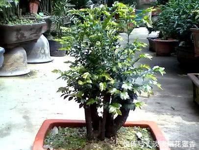 此花再贵,家里都要养2盆,除“细菌”驱害虫,价值珍贵增福气!