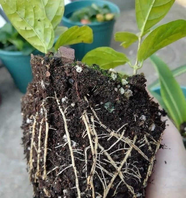 夏至|茉莉花这样养,新枝多花蕾多香味浓,自夏至秋开花不断