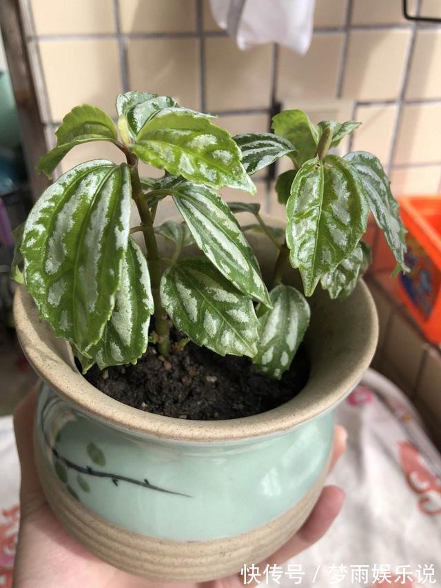 花叶|花叶冷水花耐阴又好养，在家养上一盆，清新又雅致