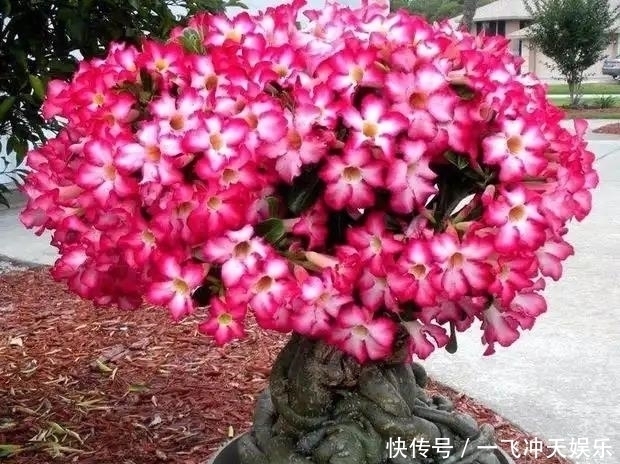 发财树|需要“穷养”的6种花,用小盆、旱着它,少管一些长得更好