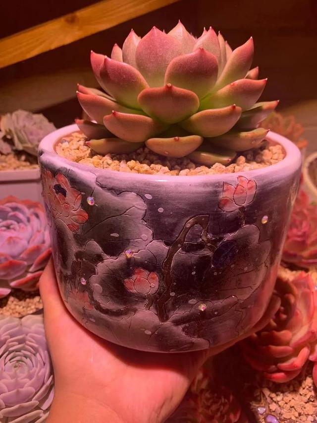 所爱隔山海,山海皆可平!多肉不只露养好看,灯光下的多肉也精彩