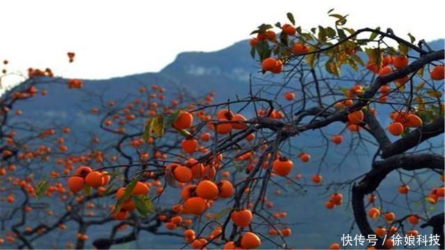 石榴树|俗语“门前有三树,家兴富三代”,是哪三种树农村其实很常见