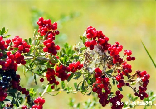 食物|女性要美容,离不开4种食物,养护血管,清理垃圾,美白皮肤