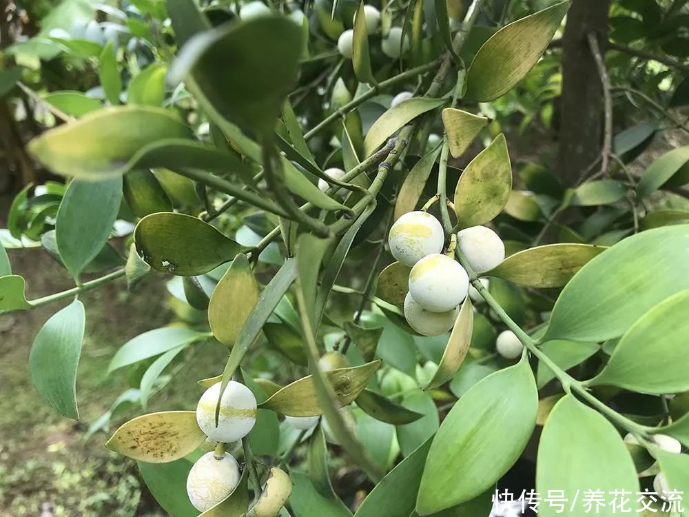 土壤|用播种的方法培育盆栽竹柏,幼苗极其耐阴,很适合养在室内