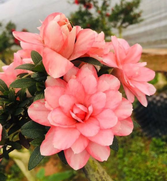 植株|夏季养花一浇水就死,一施肥就烂根重点在这里,促休眠3点措施