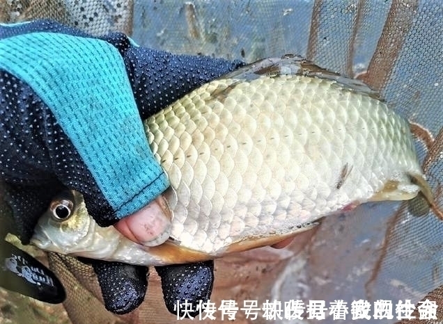 垂钓|野钓时调四钓二与调平钓二,哪种调漂方法更好?