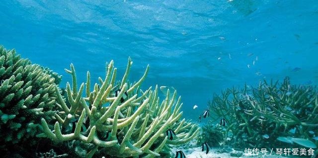 木卫二拥有比地球水量还丰富的海洋,章鱼是里面的主宰?