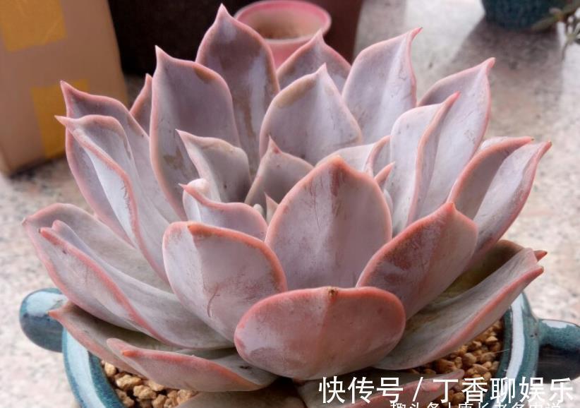 丘比特|此8种多肉夏天不怕晒,反而越晒越好看,资深肉友都喜欢养