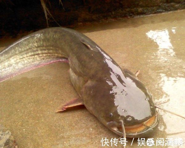 猪肝饵——野钓鲶鱼“必杀技”,灵活选用让鱼获最大化