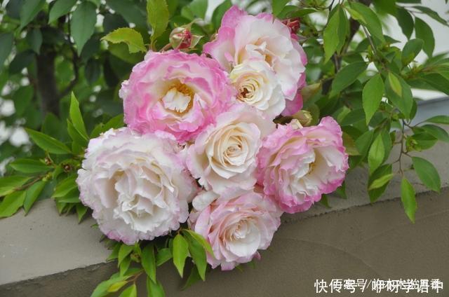 粉色|5款唯美粉色月季。美人如玉粉妆琢,粉色娇羞白如雪。抗病好养