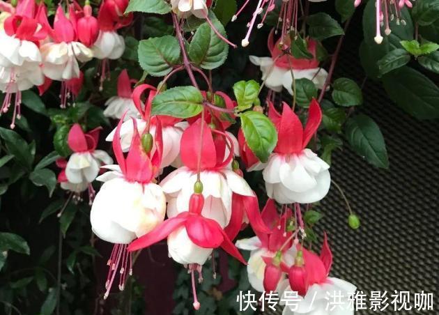 冬季|到了冬季就盆栽这7样花卉,耐寒能力强,开花美丽又喜庆