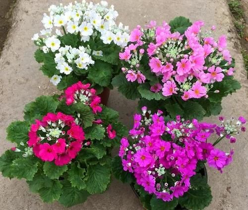  盆栽|到了冬季就盆栽这7样花卉，耐寒能力强，开花美丽又喜庆