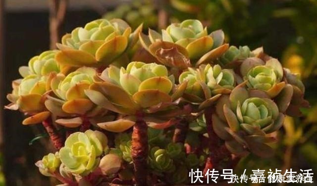 叶片|养多肉就养这8种,皮实又好养,短时间就能变老桩,出状态也很美!